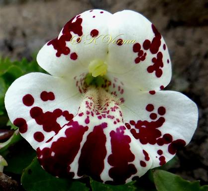  Flower